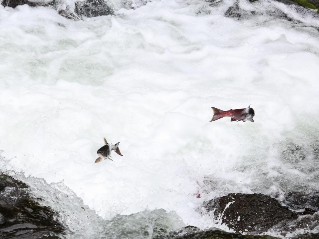 Salmons jumping upstream for spawning, Russian River Falls, Kenai Peninsula, Alaska