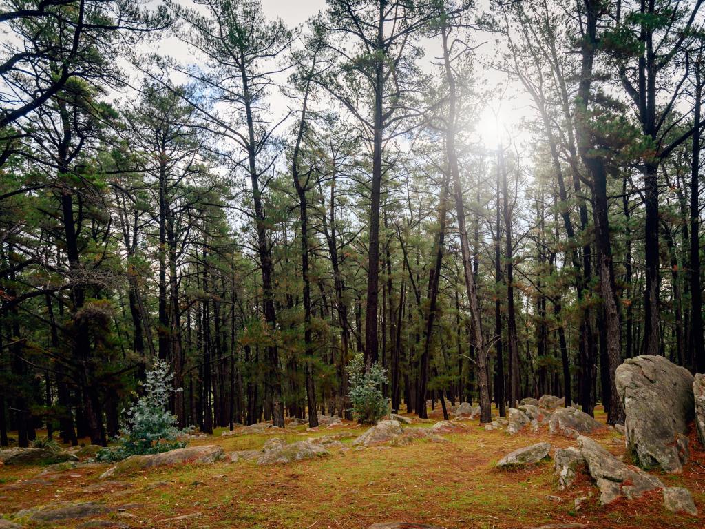 Afternoon sunlight through tall trees in South Australia