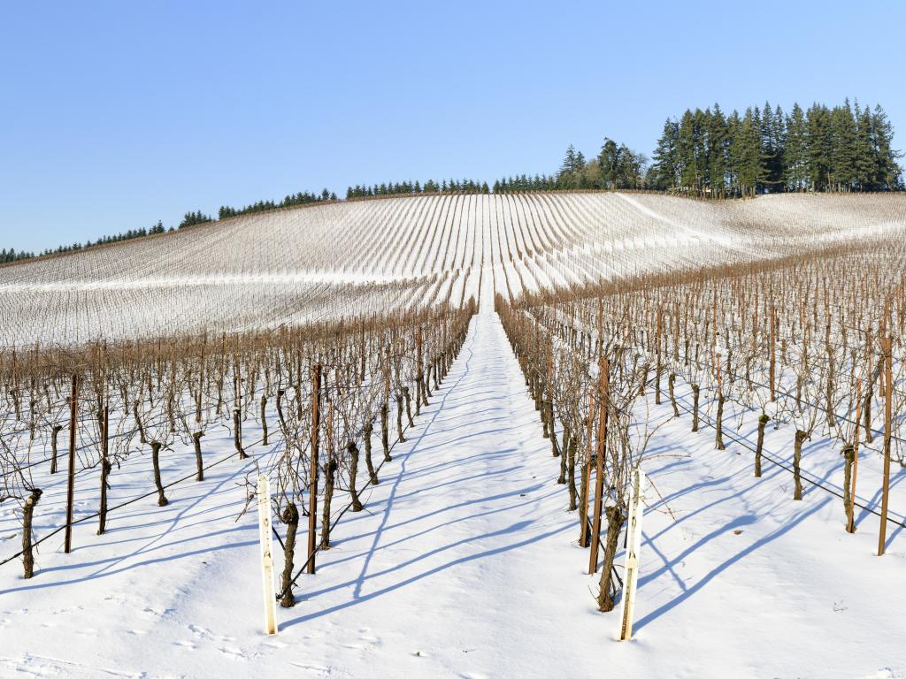 Winter snow in the vineyard with rows of dormant grape plants