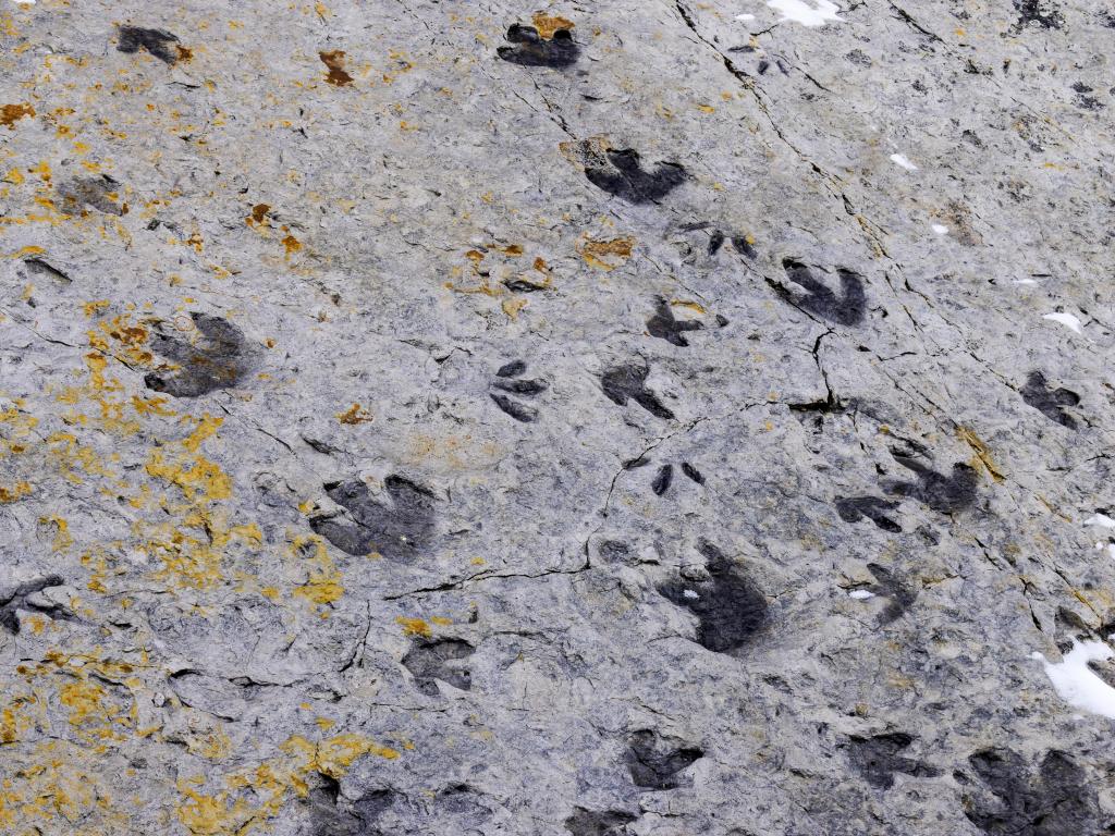Fossilized dinosaur footprints in stone, Colorado