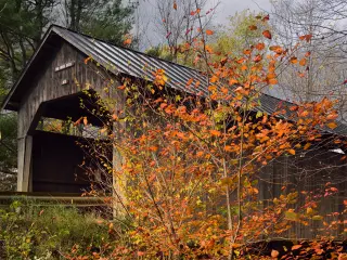 Historic wooden Waitsfield Covered Bridge with a golden orange-leaved tree standing in the foreground