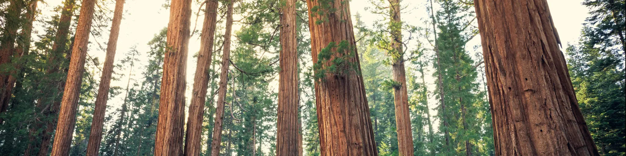 Sequoia Trees Rising to the Sky, Sequoia National Park, California