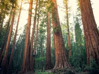 Sequoia Trees Rising to the Sky, Sequoia National Park, California