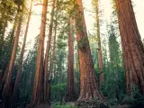 Sequoia Trees Rising to the Sky, Sequoia National Park, California