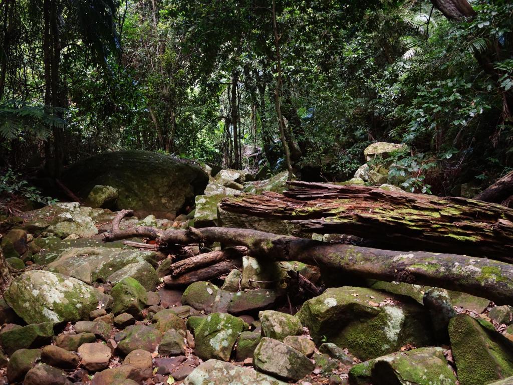 Thich forest and rocks in the national park 