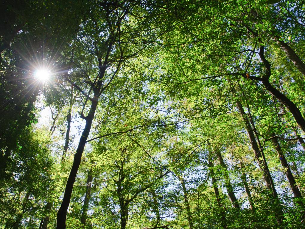 View of tall swamp cypresses with few branches looking up towards blue sky