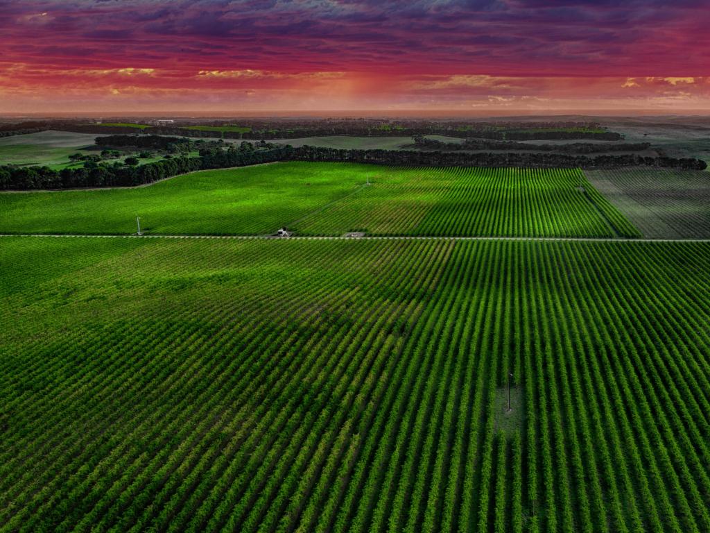 Coonawarra Wine Estate, Australia with rows of vines against a red sunset sky.