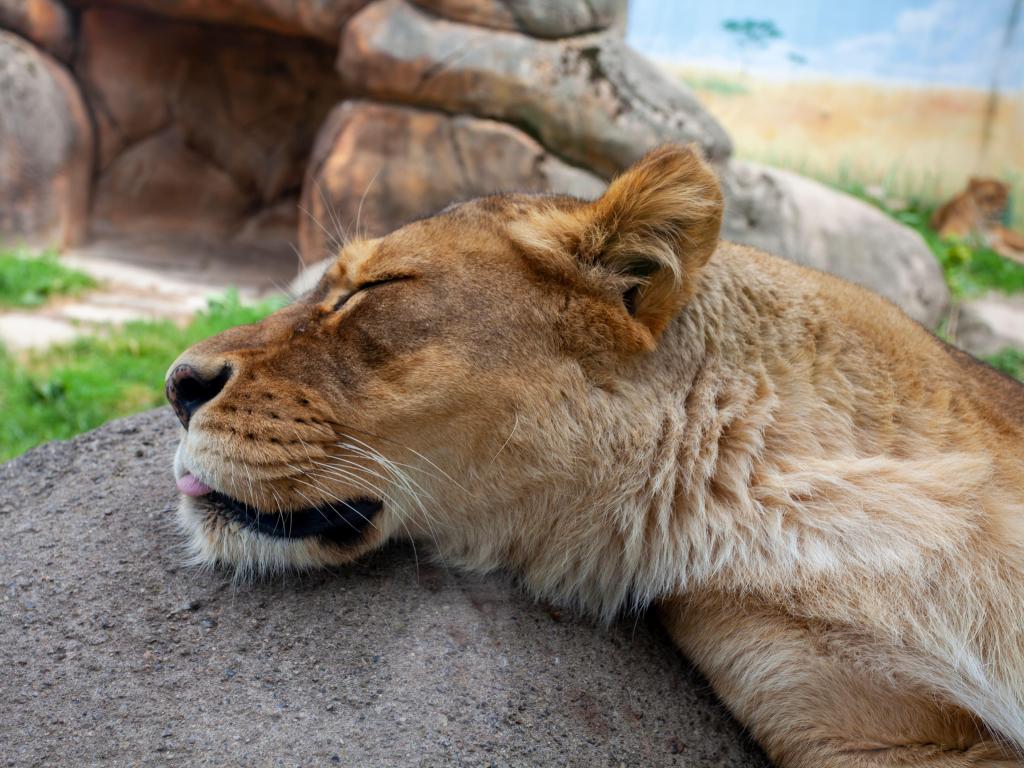 Closeup of a lioness sleeping with her head on a rock in the zoo