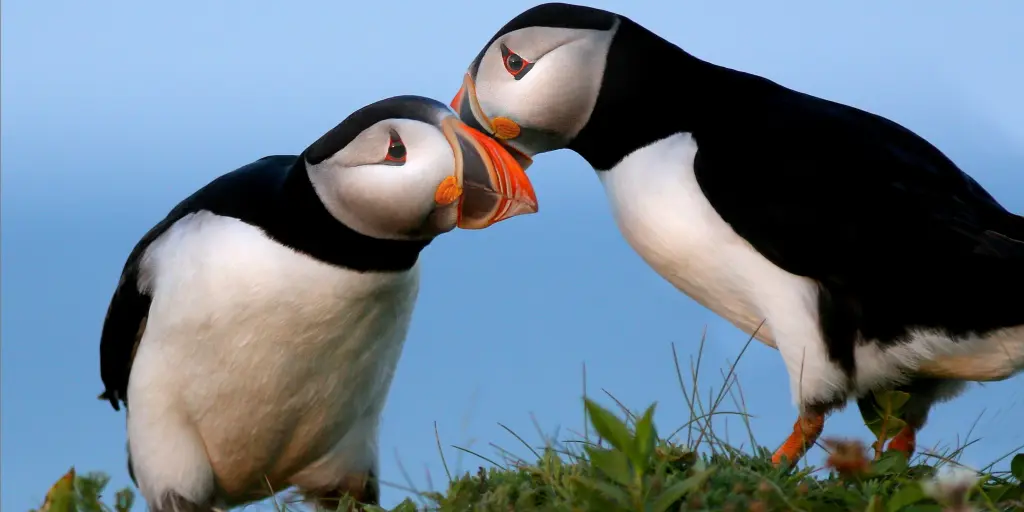 A pair of puffins rubbing cheeks 