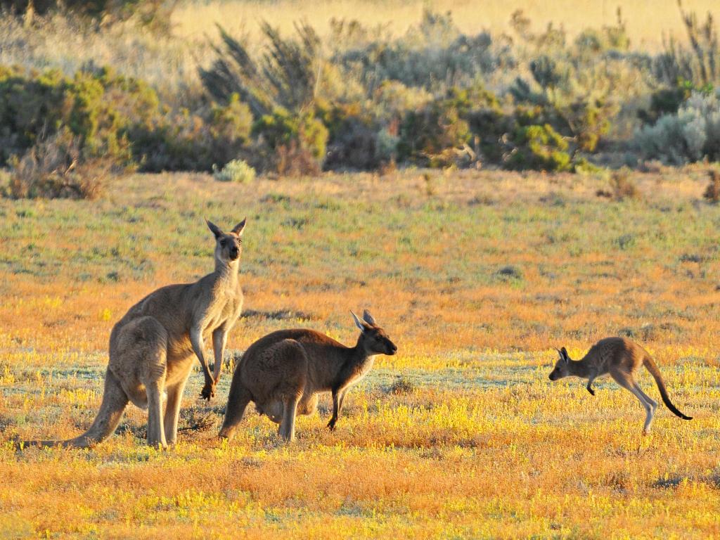 Three Kangaroos playing at Grampians National Park.