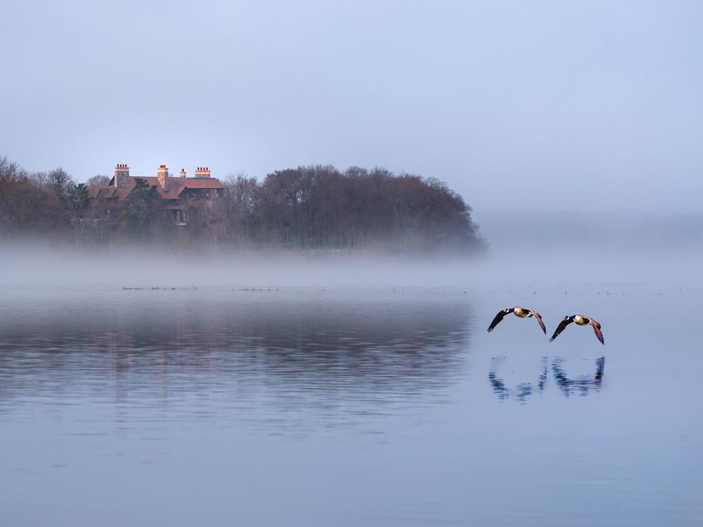 Canadian geese flying through the Stony Brook harbor on a misty morning.