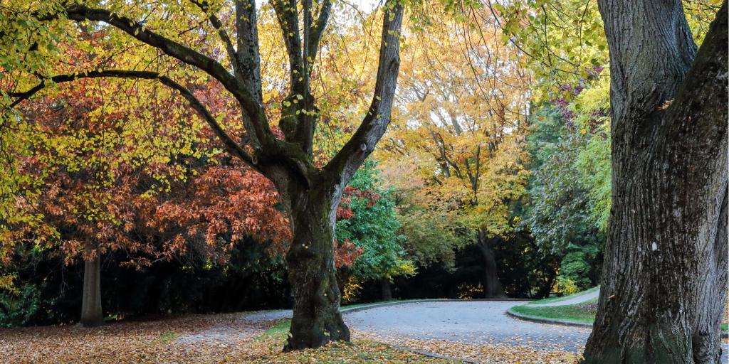 Trees burst into bright fall colours in Volunteer Park, Seattle