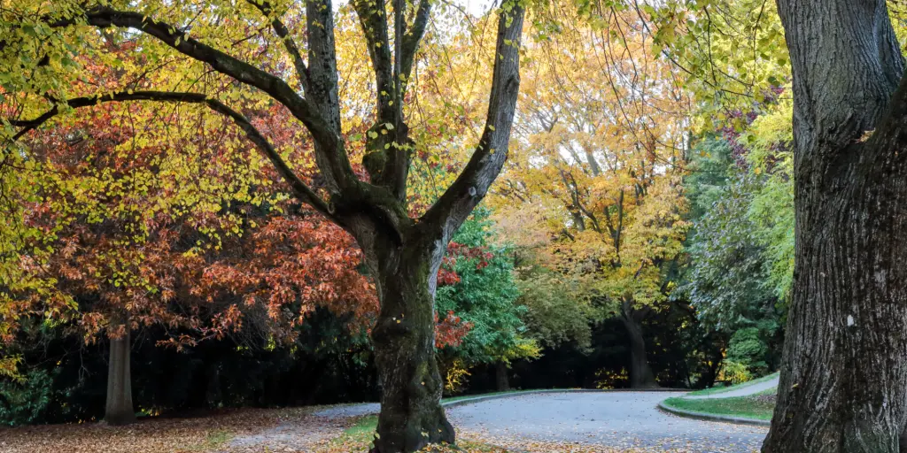 Trees burst into bright fall colours in Volunteer Park, Seattle