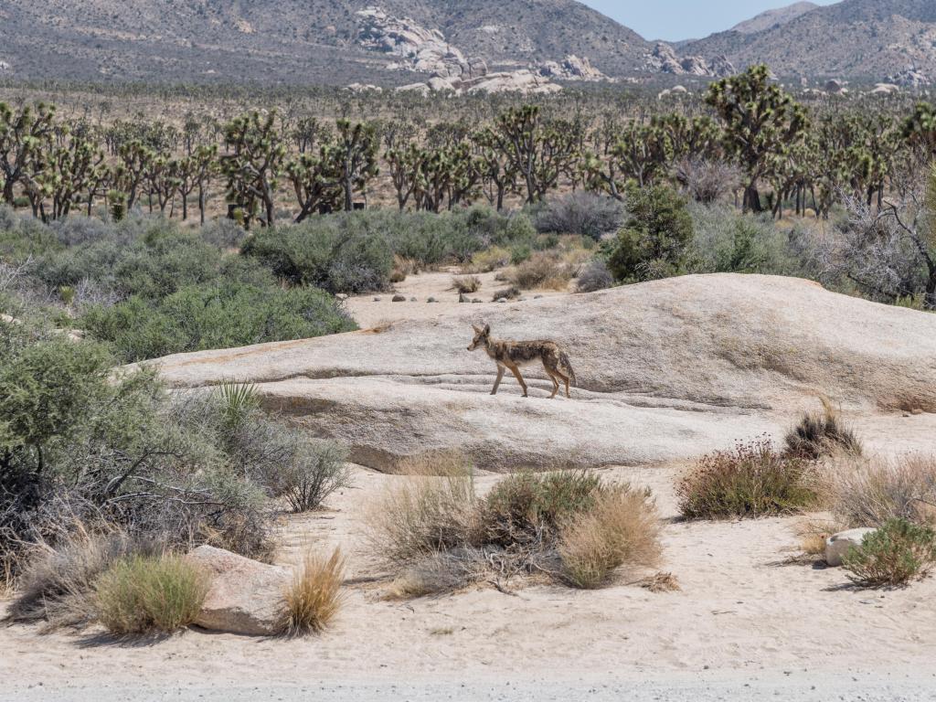 A lone coyote in Joshua Tree National Park, with trees and mountains behind 