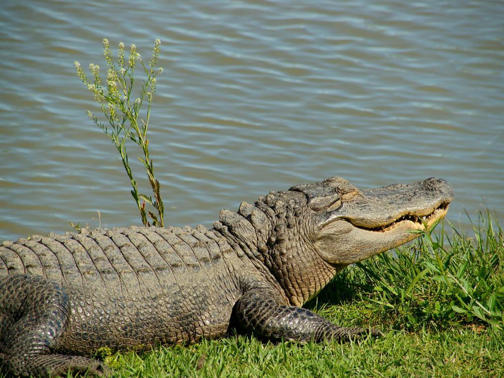 Alligator Alley Reptile Farm, Alabama, USA with an alligator in the foreground resting on the grass.