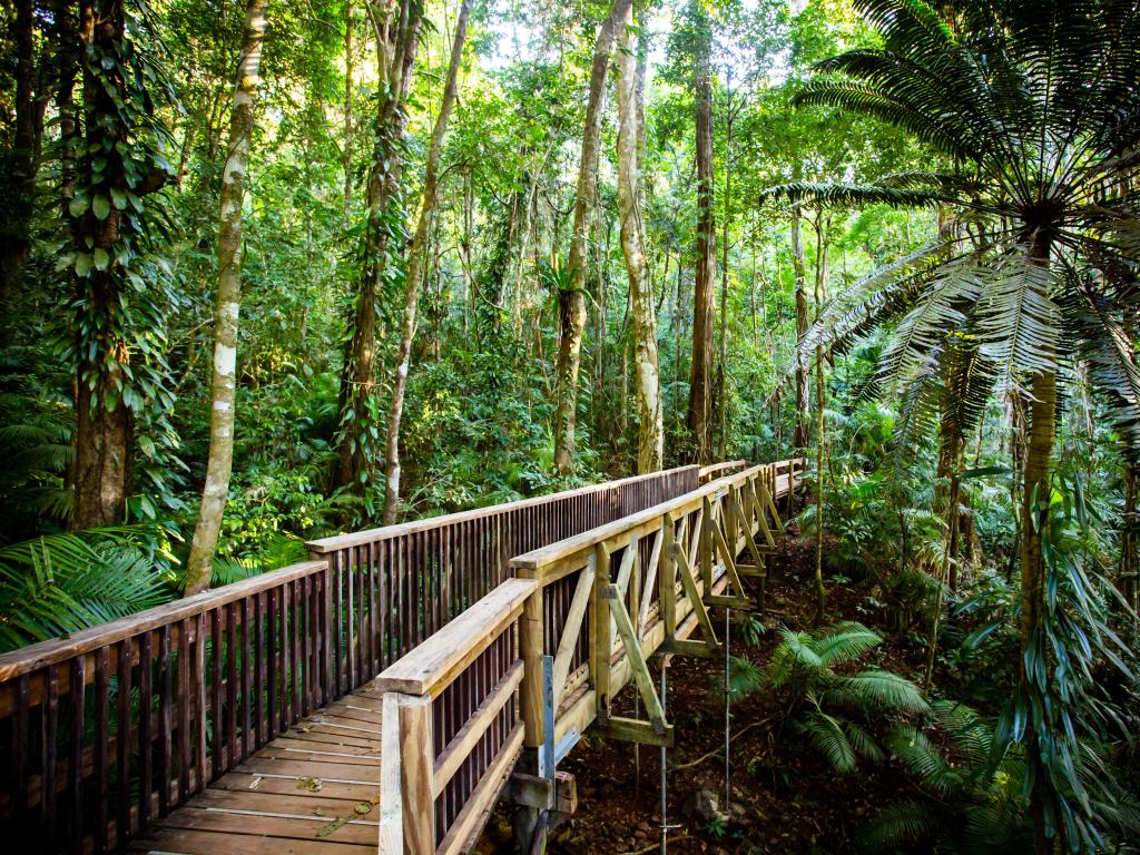 The famous Jindalba Boardwalk through ancient rainforest 