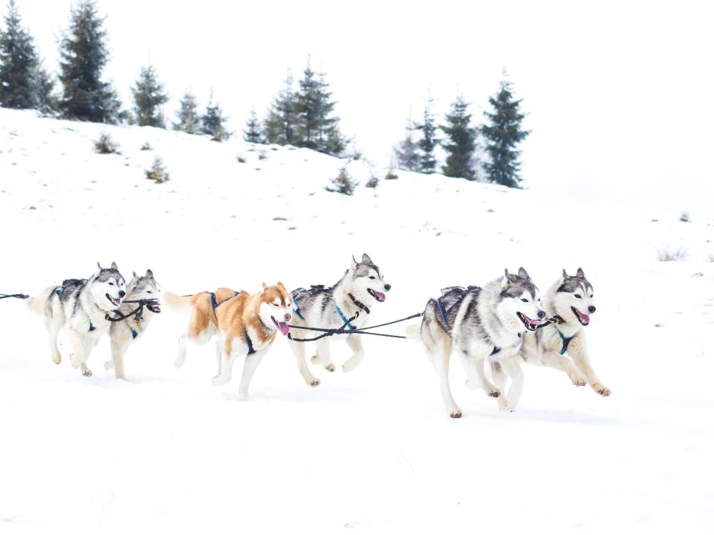 Iditarod, Alaska with a Iditarod Trail Sled Dog Race and trees in the background.