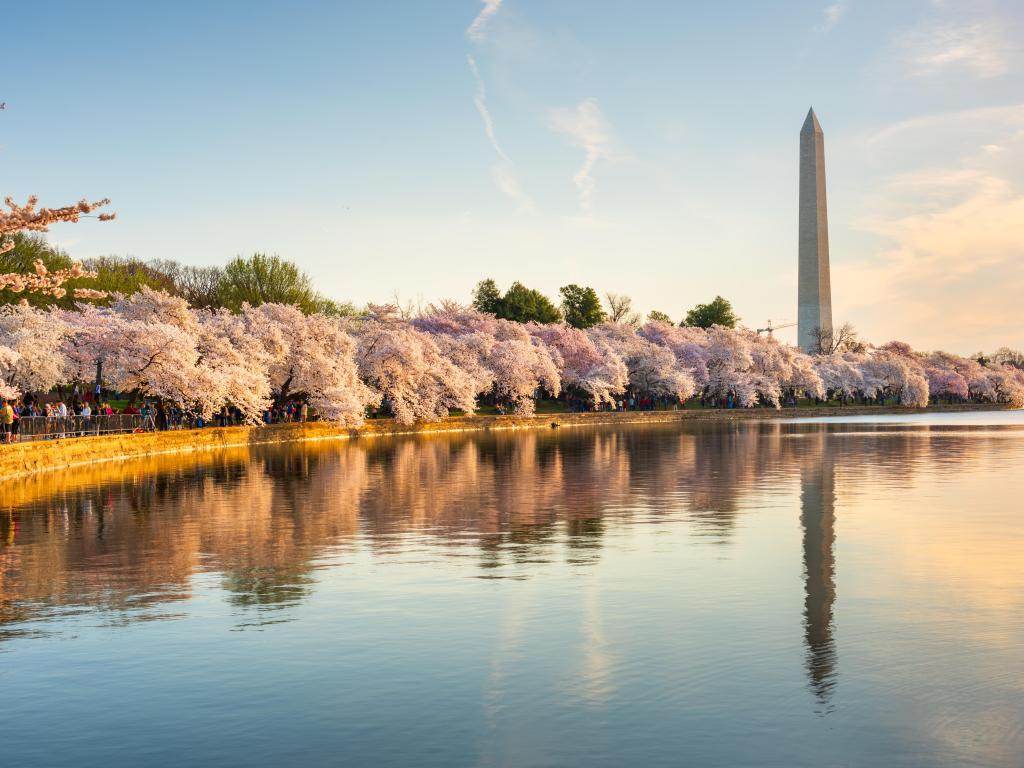 Washington DC, USA at the tidal basin with Washington Monument in spring season.