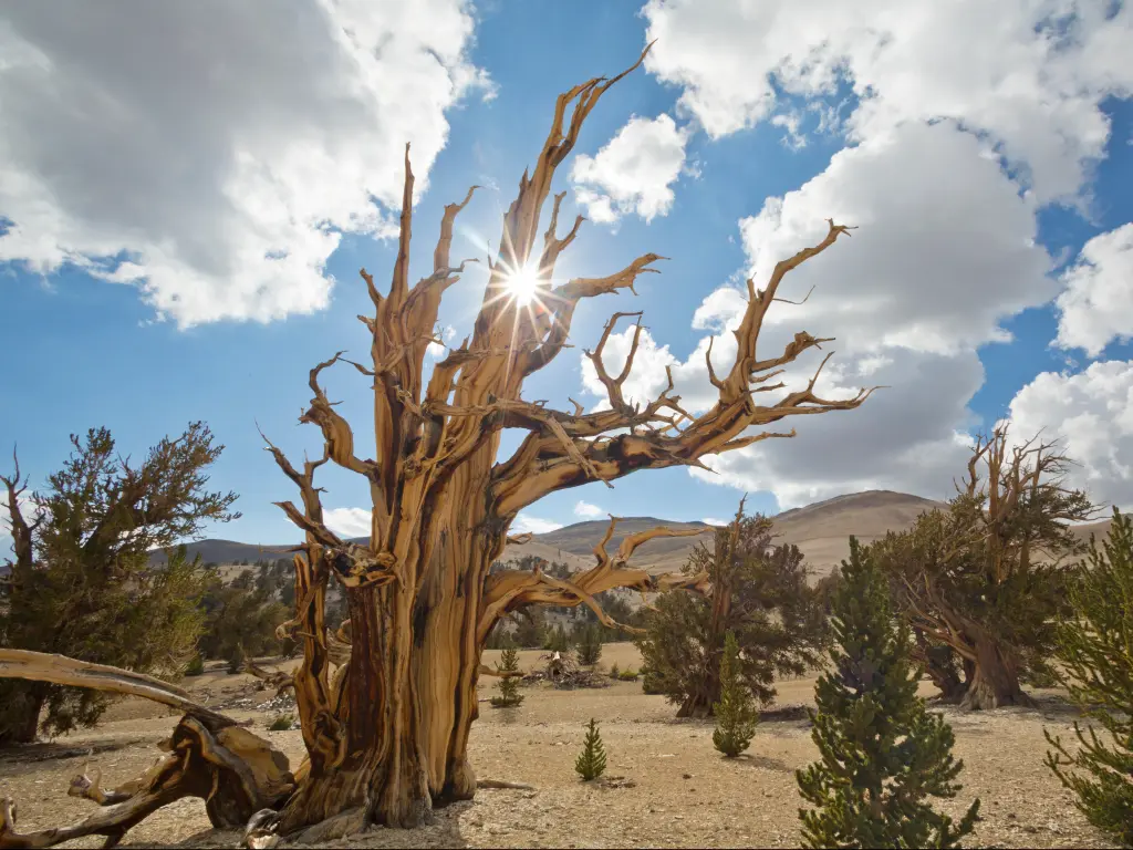 An image of Ancient Bristlecone Pine Forest on a hot sunny day and clear blue skies. The sun is shining over young and old pine trees.