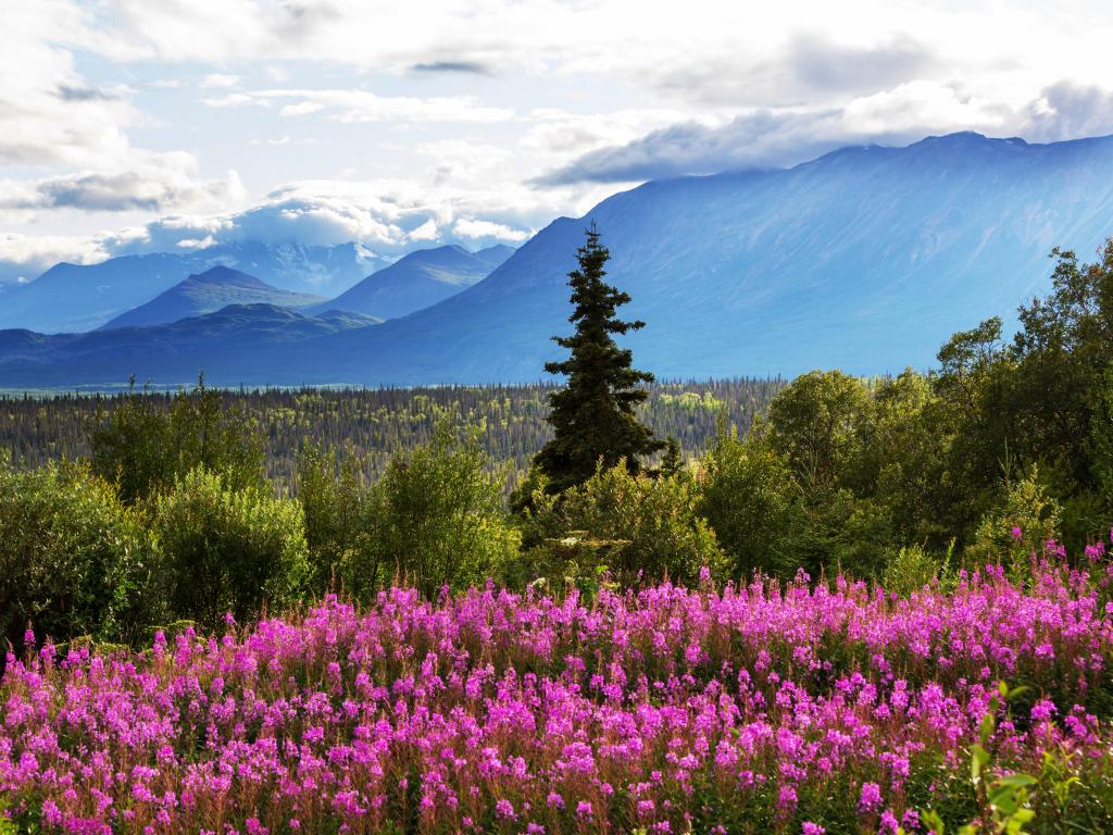 Mountains of Alaska in summer with purple flowers in the foreground