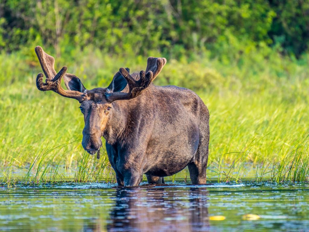 A large Bull Moose Moose walks through shallow water in Algonquin Provincial Park, Canada