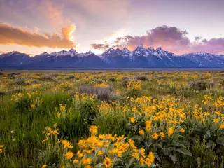 Flowers of Grand Teton National Park, Wyoming, USA at sunset. 