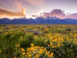Flowers of Grand Teton National Park, Wyoming, USA at sunset. 