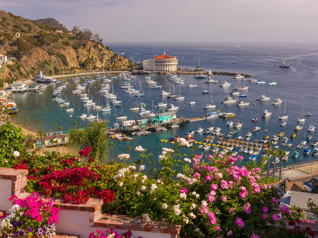 Avalon, Santa Catalina Island, California, USA with pink and red flowers in the foreground and the harbor and Casino in the distance, surrounded by the sea and taken on a sunny day.