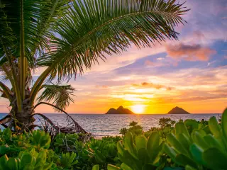 Beautiful tropical sunrise over Lanikai Beach, a palm tree to the left of the image