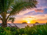 Beautiful tropical sunrise over Lanikai Beach, a palm tree to the left of the image