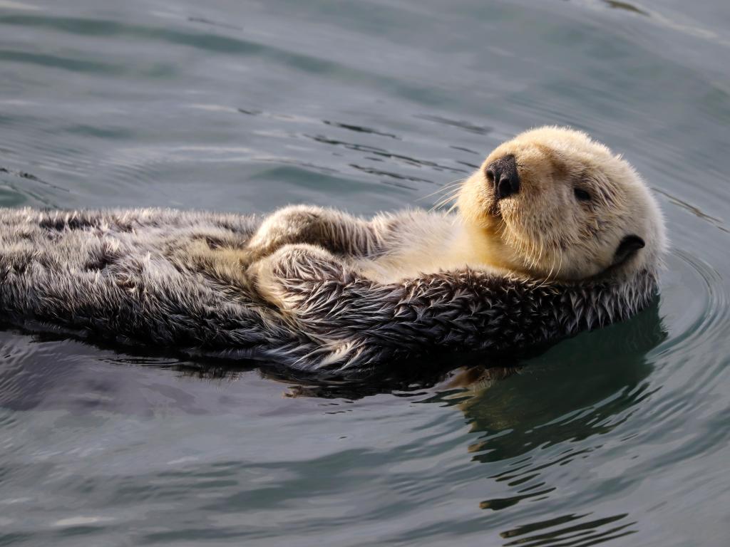 A sea otter swimming on its back 