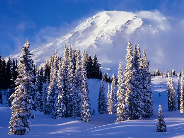 View of Mt Rainier from Paradise, snow-covered mountain peak and trees visible in the distance