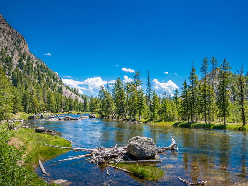 Yellowstone National Park, Wyoming at Madison River viewpoint with a mountain in the distance, water in the foreground and surrounded by tall trees. 