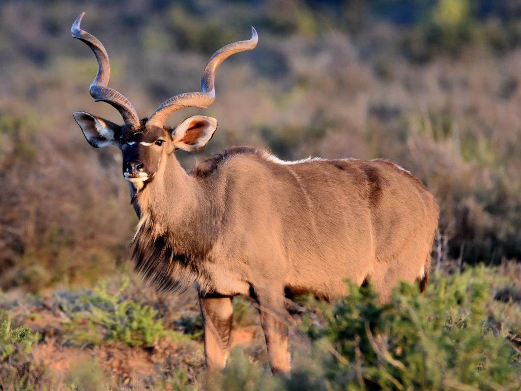 Large male Kudu with big spiral horns in the bush