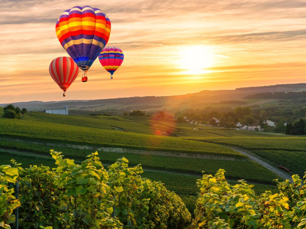 Colorful hot air balloons flying over champagne Vineyards at sunset montagne de Reims, France