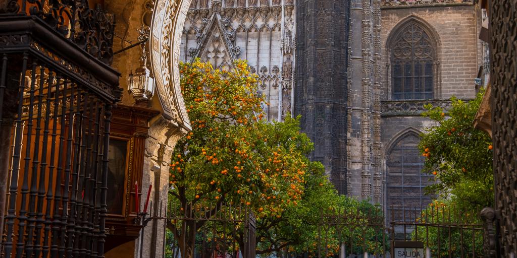 Orange trees in the Patio de los Naranjos stand out against the grand Gothic Seville Cathedral