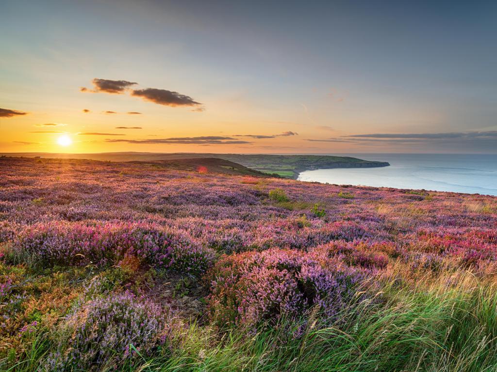 North York Moors National Park, Yorkshire, UK taken at sunset over heather in bloom on the North York Moors National Park above Ravenscar and looking out to Robin Hood's Bay in Yorkshire