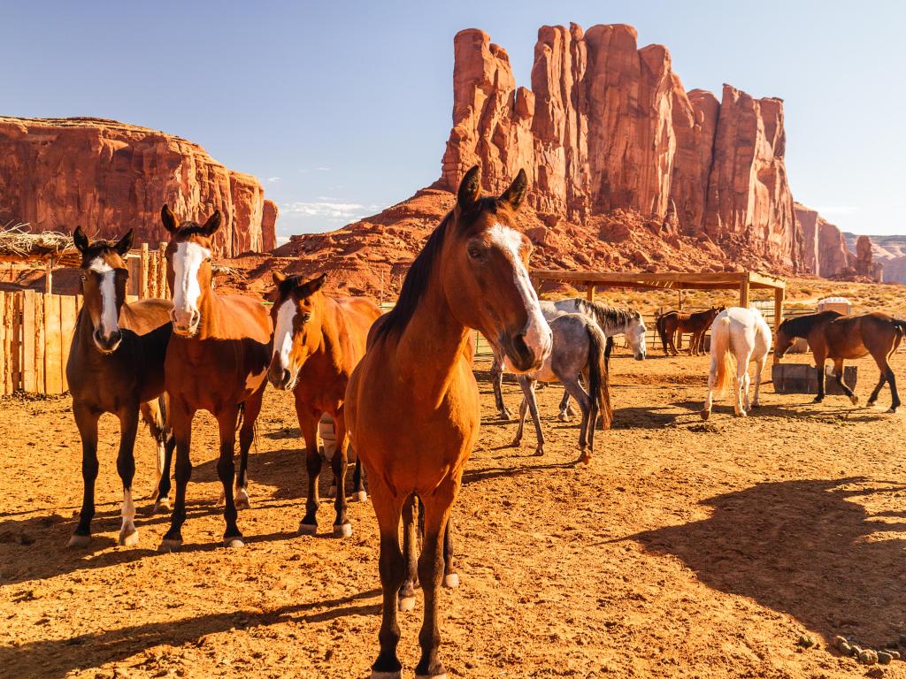 Group of horses standing at Monument Valley Navajo Tribal Park