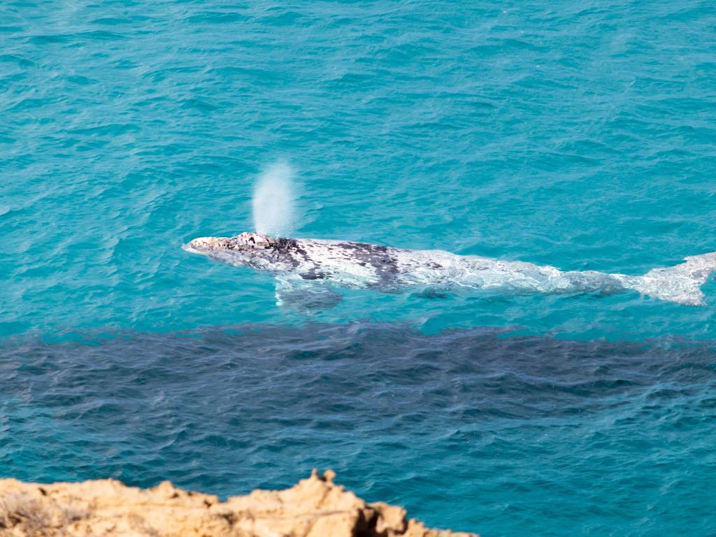 Pair of whales blowing water above the surface of the ocean. Mother whale (cow) under water. Swimming close to shore