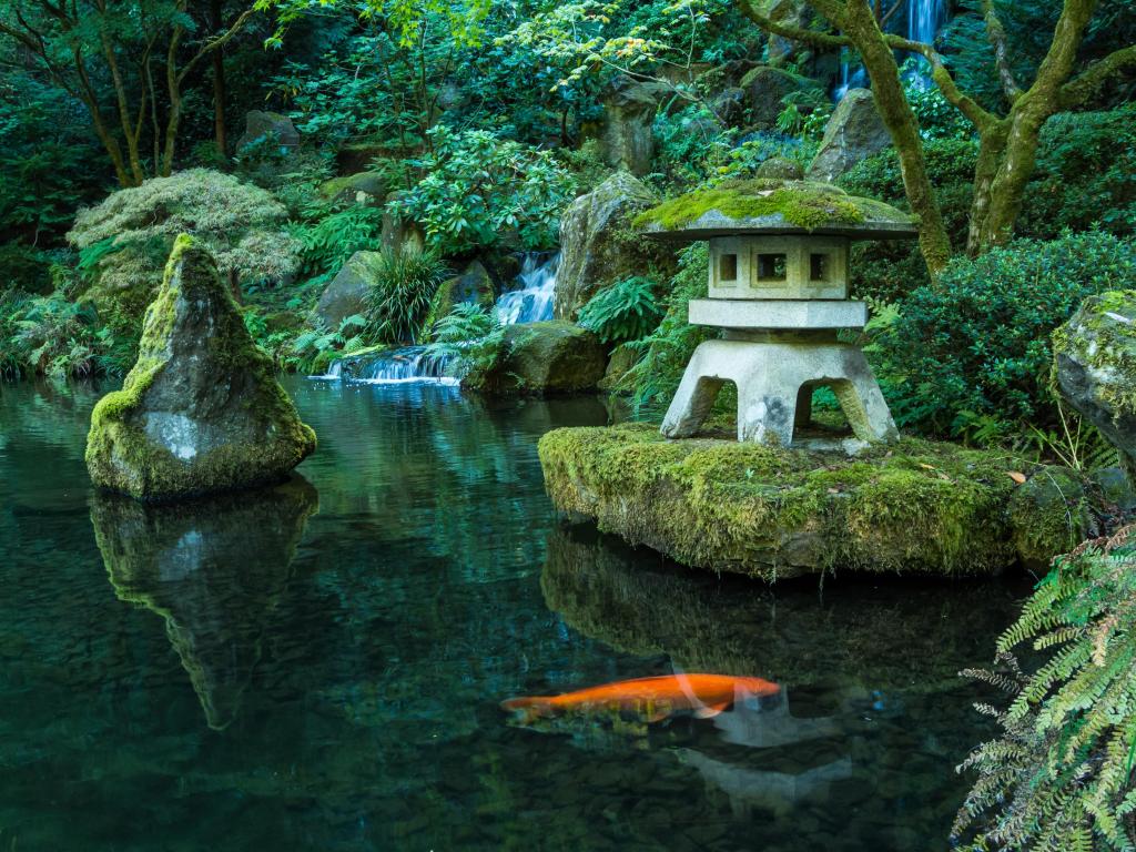 A Lantern and waterfall in the Portland Japanese Garden with a koi fish in the pond