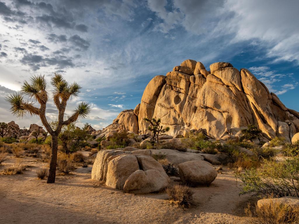 Joshua Tree National Park in California. The cloudy sunset was shot just after a big storm. This situations leaded to a breathtaking cloudy sky that took fire during sunset.