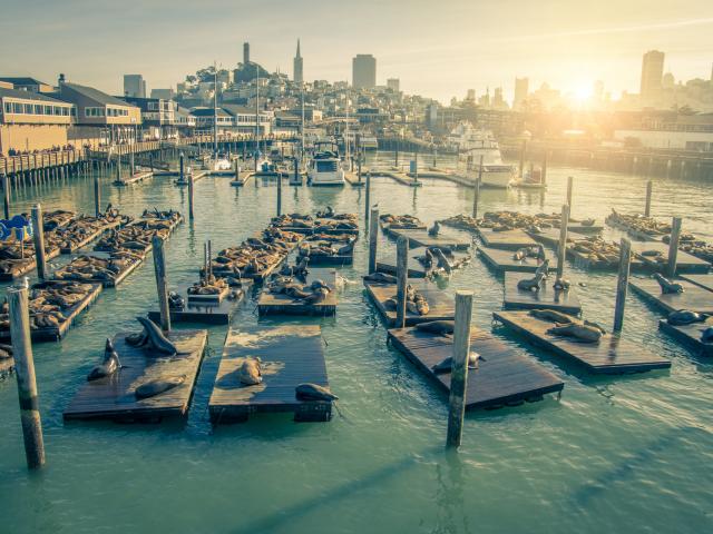 Seals relaxing on wooden platforms at Pier 39 in San Francisco, California.