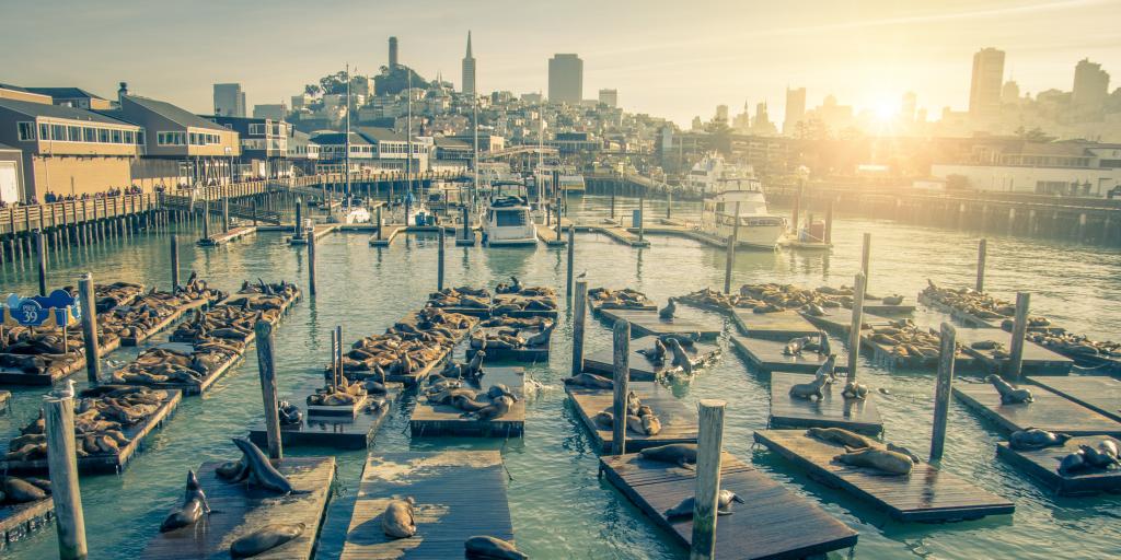 Seals relaxing on wooden platforms at Pier 39 in San Francisco, California.