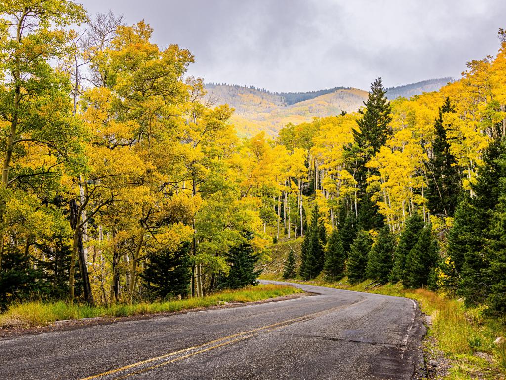 Fall Colors in the Santa Fe National Forest