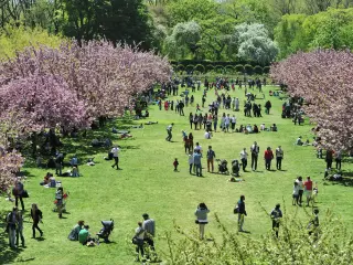  Cherry Blossom in full broom in Brooklyn Botanic Garden, New York