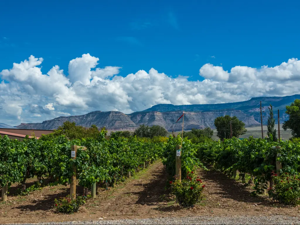 Vineyard rows planted in Palisade, Colorado with the Grand Mesa mountain in the background.