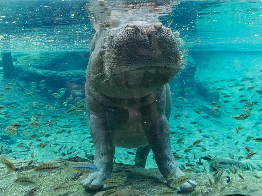 A hippo going underwater, viewed from behind the glass in the aquarium in Tampa