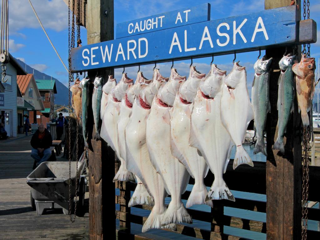 A row of white halibuts caught at Seward Alaska on hooks for weighing and showing in Seward, Alaska