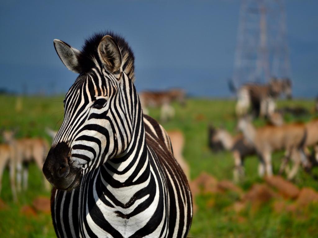 Zebra looking right into the camera lens at Nambiti game reserve, Kwa-Zulu Natal, South Africa.