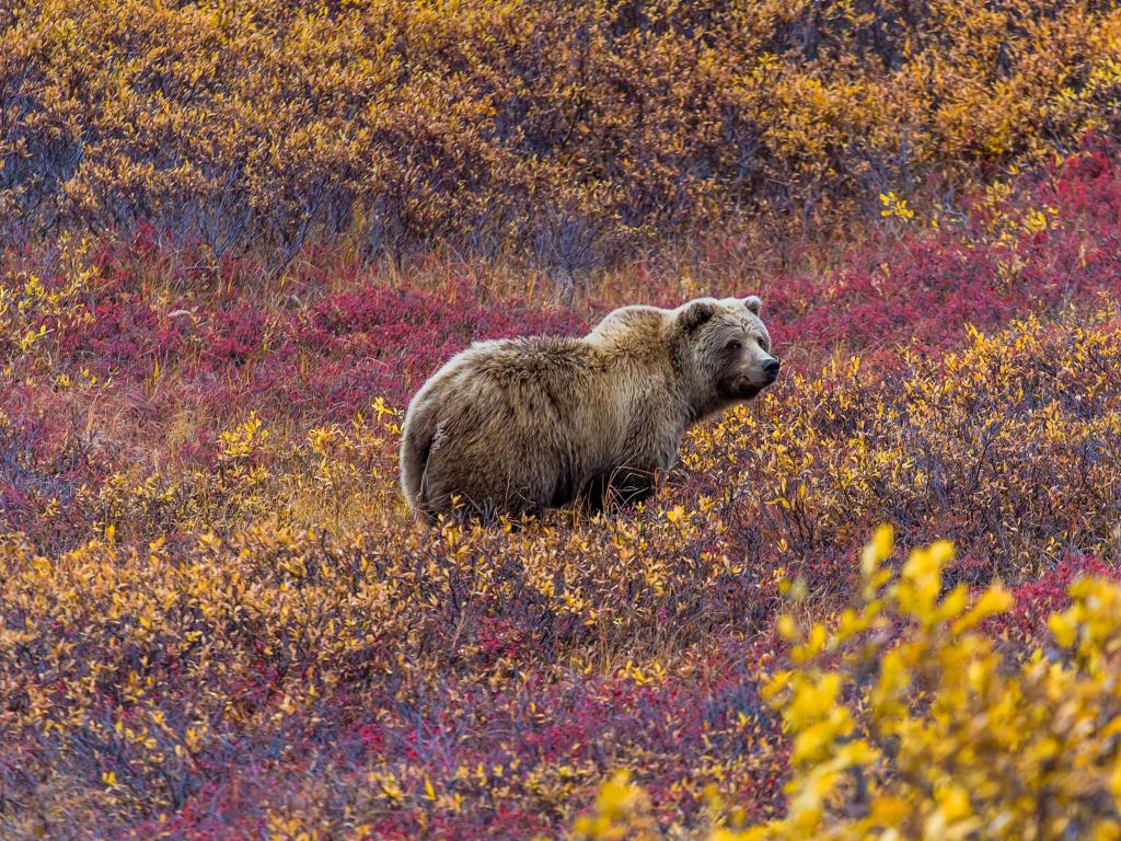 This grizzly bear in Denali National Park was feeding in a red-leaved patch of blueberries.